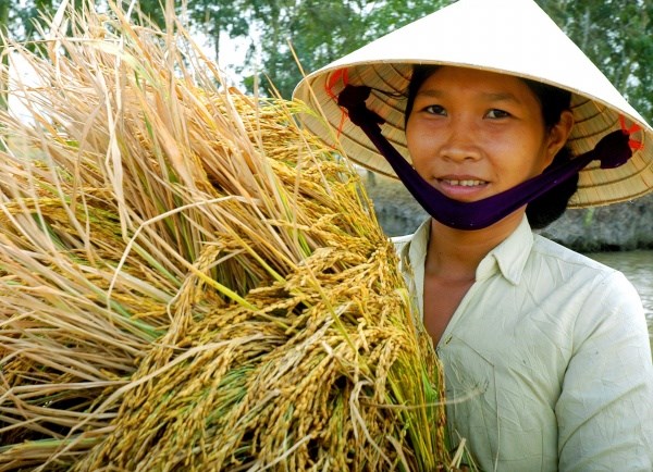 Sau 10 năm, thu nhập của người nông dân Việt Nam vẫn chưa được cải thiện