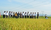 Nhật Bản chuyển giao thành công công nghệ chọn giống cây trồng cho Việt Nam