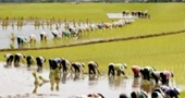 Nông nghiệp Việt Nam phải làm gì để thoát “nghèo”