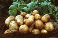 Nông dân vui mừng tìm ra cách nâng cao năng suất trồng khoai tây