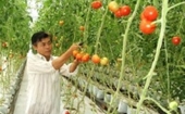 Bảo tồn, bổ sung nguồn gen quý cho cây cà chua