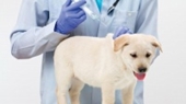 Thành công của đề tài “Nghiên cứu chế tạo vắc xin phòng bệnh sài sốt chó bệnh Carê ”