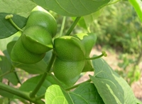 Giống cây mới ở Việt Nam Sachi - vua của các loại hạt