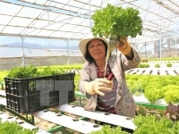 Phát triển nông nghiệp Việt Nam Thành tựu và hạn chế