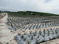 Học viện Nông nghiệp Việt Nam thực hiện dự án trồng dứa trên đất cát ven biển tỉnh Quảng Trị