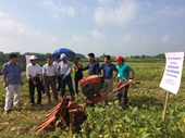 Thử nghiệm thành công hệ thống máy cơ giới hóa đồng bộ các khâu canh tác cây đậu tương tại các vùng luân canh và chuyên canh cây đậu tương