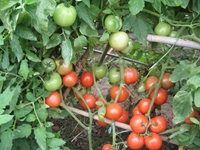 Công nghệ chọn tạo giống cà chua chịu nóng, bước đột phá giúp phát triển cà chua tại Việt Nam