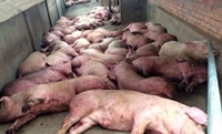 Bệnh dịch tả lợn châu Phi African Swine Fever – ASF