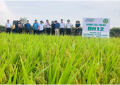 Kết quả xây dựng mô hình trình diễn giống lúa thuần ĐH12