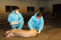 Phòng chống dịch tả lợn châu Phi Đâu là giải pháp bền vững