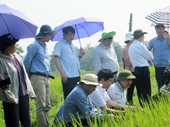 Hội nghị đánh giá kết quả mô hình sản xuất thử giống lúa ngắn ngày DCG72 tại tỉnh Thái Nguyên