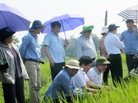 Hội nghị đánh giá kết quả mô hình sản xuất thử giống lúa ngắn ngày DCG72 tại tỉnh Thái Nguyên