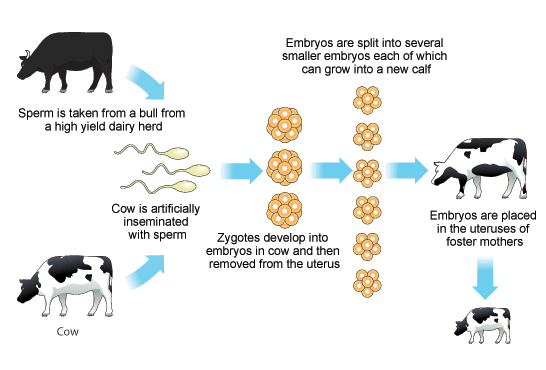 Công nghệ cấy truyền phôi tươi cho bò