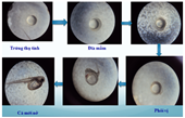 Thử nghiệm sinh sản nhân tạo cá lóc đầu nhím Channa sp  tại Khoa Thủy sản