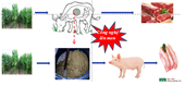 Công nghệ lên men thức ăn thô xanh làm thức ăn cho lợn