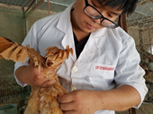 Khóa luận về gà của 9X Việt được trích đăng trên tạp chí ISI