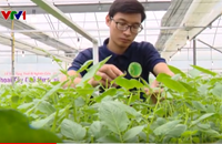Mô hình trồng khoai tây công nghệ cao
