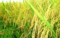 Công nghệ chọn tạo và cải tiến giống lúa thuần
