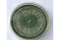 Sản xuất thành công chế phẩm TrichoVNUA chứa nấm Trichoderma asperellum