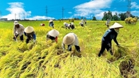 Phát triển công nghiệp chế biến nông sản và cơ giới hóa nông nghiệp trong bối cảnh cuộc CMCN 4 0