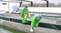 Quy trình nuôi trồng tảo xoắn Spirulina