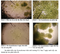 Lựa chọn môi trường nuôi sinh khối vi tảo Scenedesmus
