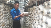 Thanh niên khởi nghiệp thành công từ mô hình trồng Nấm
