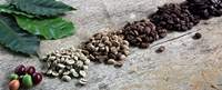 Vai trò của vi khuẩn trong sản xuất cà phê
