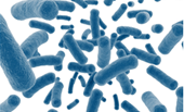 Sử dụng probiotic có thể dẫn đến rối loạn chức năng não, đầy hơi