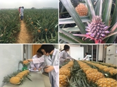 Hoạt động thực địa lấy mẫu thí nghiệm của khoa Công nghệ thực phẩm