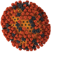 Vi khuẩn lactic có thể bảo vệ cơ thể chống lại virus cúm A