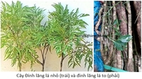 Hội thảo cấp Học viện “Một số kết quả nghiên cứu về kỹ thuật trồng cây dược liệu ở Việt Nam”