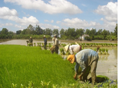 Phát thải khí thải nhà kính từ canh tác lúa bị đánh giá thấp