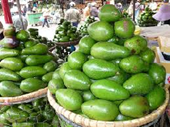 Cây Bơ Giá trị kinh tế - Thực trạng phát triển và những gợi ý về kỹ thuật và chính sách ở Việt Nam