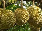 Bài học Quốc tế và thực tiễn phát triển cây Sầu riêng tại Việt Nam - Những gợi ý về kỹ thuật và chính sách