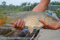 Kỹ thuật nuôi cá chép giòn