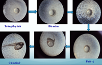 Thử nghiệm sinh sản nhân tạo cá lóc đầu nhím Channa sp  tại Khoa Thủy sản, Học viện Nông nghiệp Việt Nam