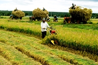 Vietnam’s rice export reduces significantly at the beginning of 2019