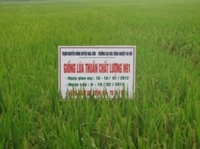 Hội nghị đầu bờ mô hình lúa chất lượng N91 tại huyện Nga Sơn tỉnh Thanh Hóa