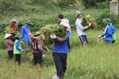 Sinh viên Trường Đại học Nông nghiệp chung sức xây dựng nông thôn mới