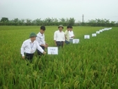Hội nghị đánh giá giống lúa thuần ngắn ngày, năng suất cao BQ 10