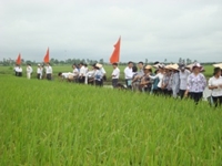 Hội nghị đánh giá kết quả sản xuất trình diễn giống lúa lai hai dòng TH7-2 vụ xuân 2012