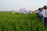 Hội thảo “Phát triển vùng sản xuất hạt lai F1 tại huyện Tân Yên, tỉnh Bắc Giang”