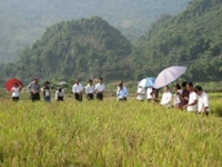 Trung tâm Thực nghiệm và Đào tạo nghề tổ chức hội nghị đầu bờ “So sánh và đánh giá dòng G2 giống lúa tẻ râu” tại huyện Phong Thổ – tỉnh Lai Châu