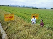 Giới thiệu một số giống lúa mới của Viện Nghiên cứu và Phát triển cây trồng