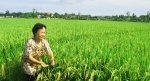 Giống lúa lai hai dòng TH3-3