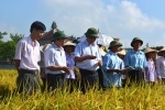 Hội nghị đầu bờ đánh giá kết quả của mô hình sản xuất giống lúa thuần Hương cốm 4 tại tỉnh Hải Dương