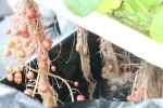 Một số thành tựu nổi bật về Khoa học Công nghệ của Học viện Nông nghiệp Việt Nam