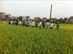 Mô hình thử nghiệm các giống lúa năng suất cao và chất lượng tốt tại huyện Yên Dũng, tỉnh Bắc Giang