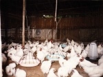 Nghiên cứu quy trình chế biến bột thịt gà Ác